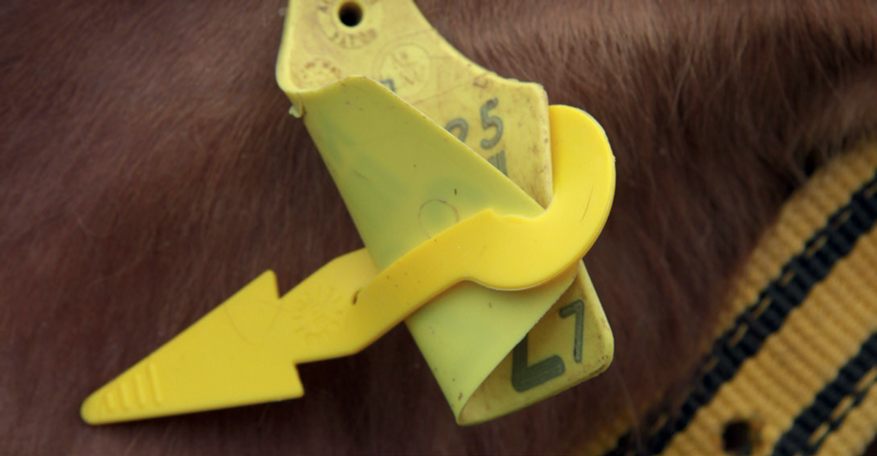 Virbac Auriplak Vliegenoormerk 10 stuks Virbac Auriplak Vliegenoormerk 10 stuks