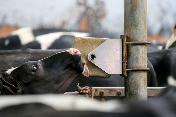 Calseabloc Ceteia Immu B Liksteen 15 kg Calseabloc Ceteia Immu B Liksteen 15 kg