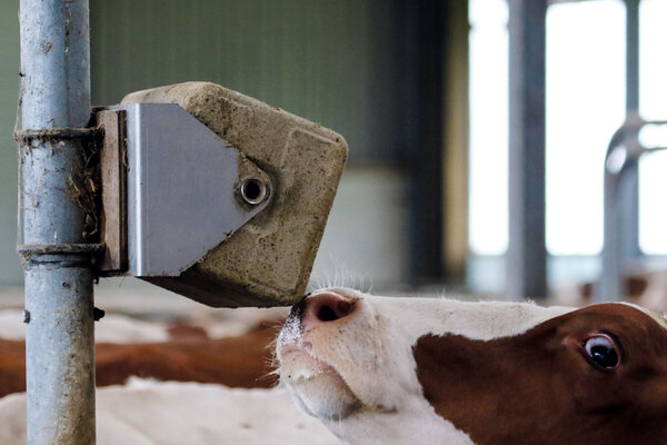 Calseabloc Ceteia Immu B Liksteen 15 kg Calseabloc Ceteia Immu B Liksteen 15 kg