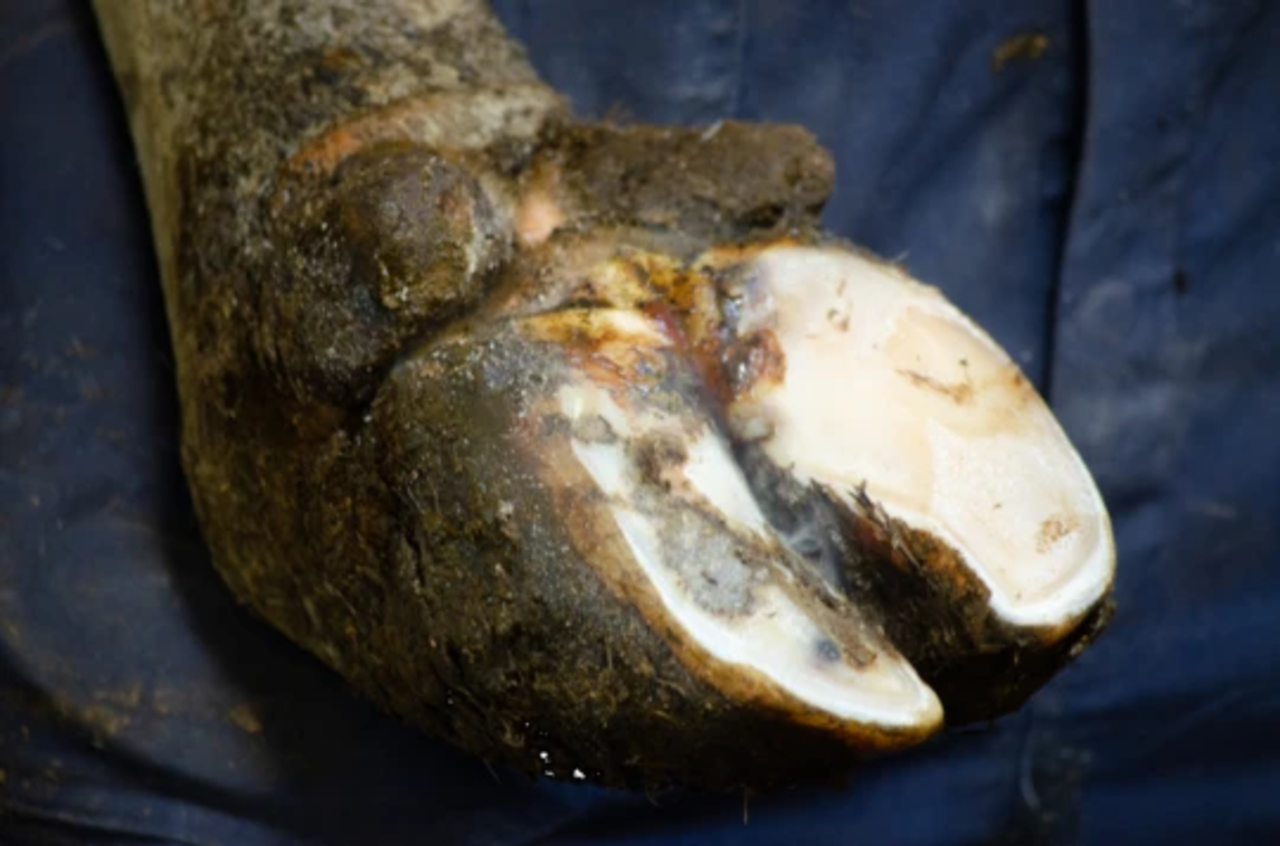 Excellent Easysol Klauwreiniging Excellent Easysol Klauwreiniging