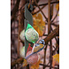 Feather World Voerstation Tuinvogels Feather World Voerstation Tuinvogels