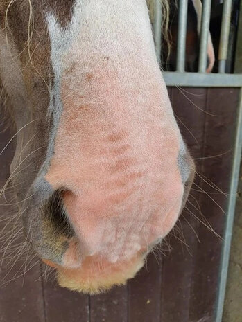 Excellent Horse Equi Sunblock Crème Excellent Horse Equi Sunblock Crème