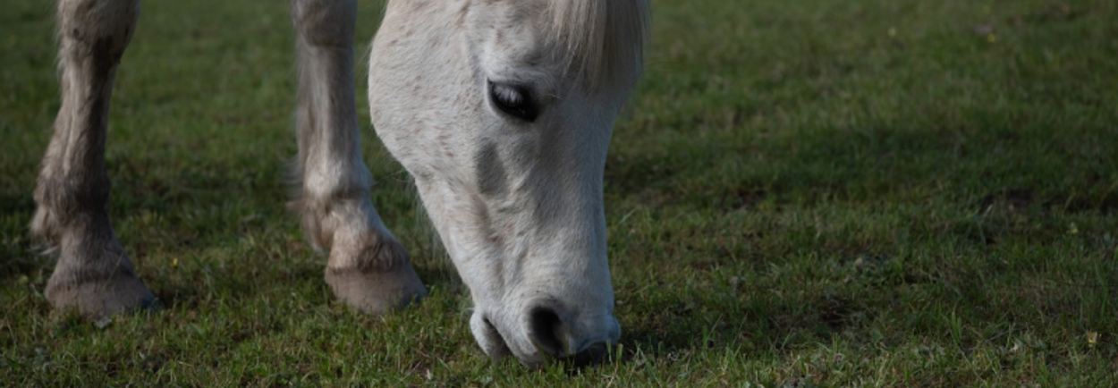 Zand eten bij paarden en pony's Zand eten bij paarden en pony's