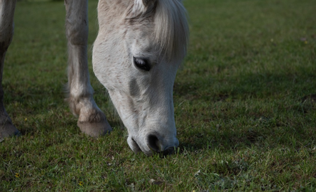 Zand eten bij paarden en pony's