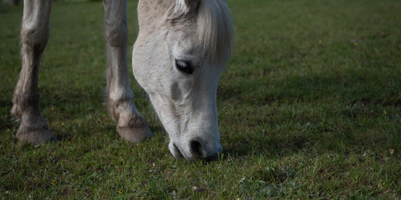 Zand eten bij paarden en pony's Zand eten bij paarden en pony's