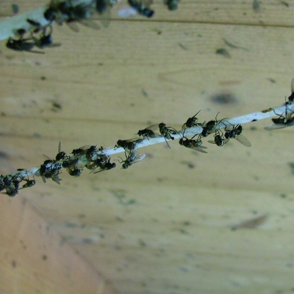 Silva Vliegenband Compleet 500 m Silva Vliegenband Compleet 500 m