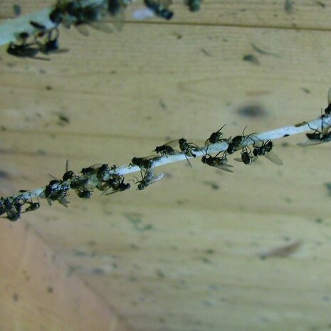 Silva Vliegenband Compleet 500 m Silva Vliegenband Compleet 500 m