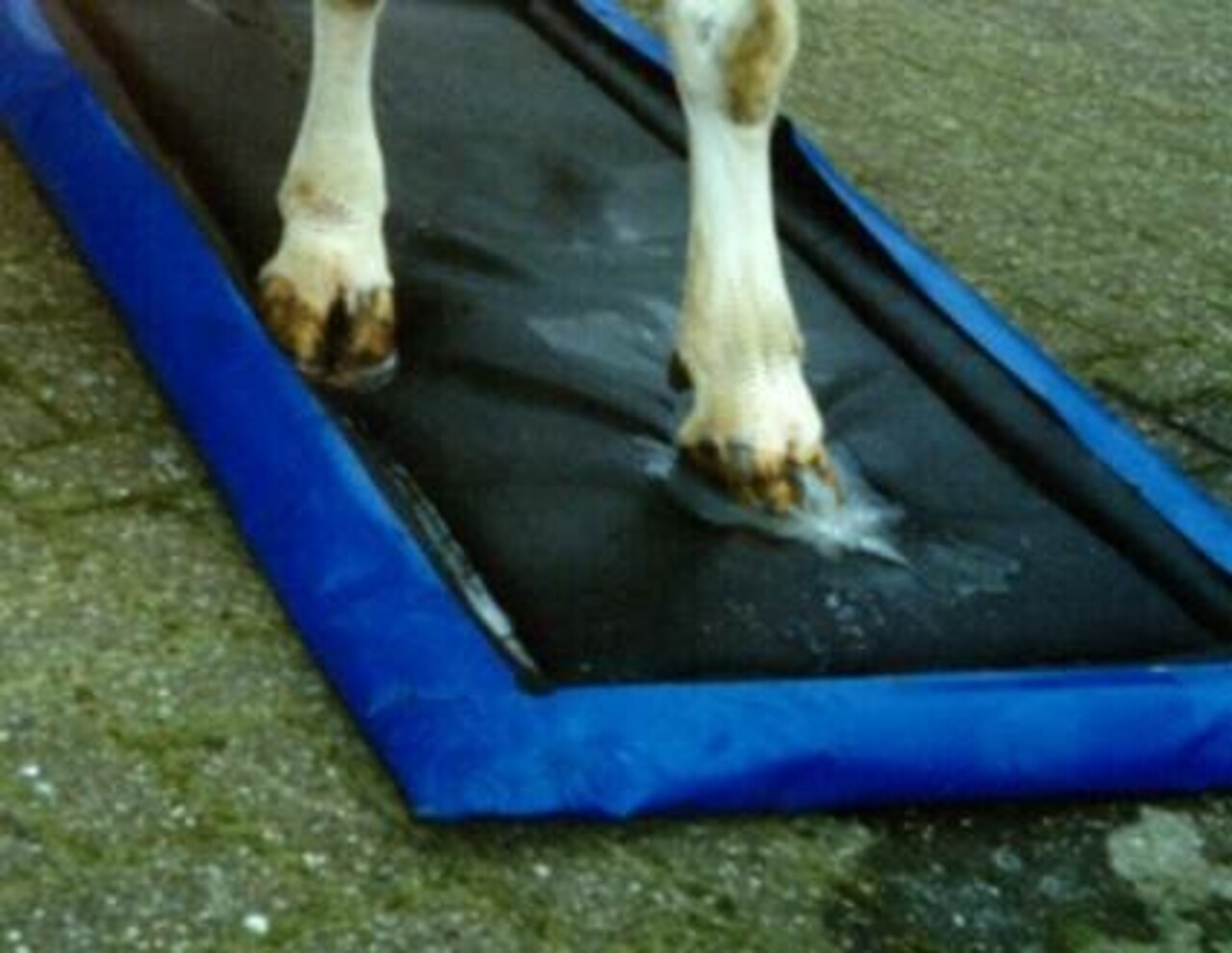 Agriprom Desinfectiemat met opvanghoes 180 x 90 cm Agriprom Desinfectiemat met opvanghoes 180 x 90 cm