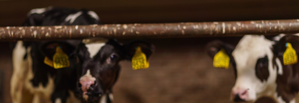 Dreiging MKZ (Mond- en Klauwzeer) in Nederland Dreiging MKZ (Mond- en Klauwzeer) in Nederland