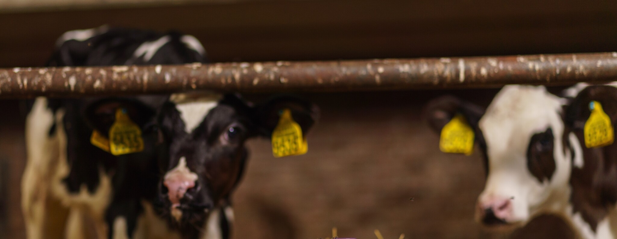 Dreiging MKZ (Mond- en Klauwzeer) in Nederland Dreiging MKZ (Mond- en Klauwzeer) in Nederland