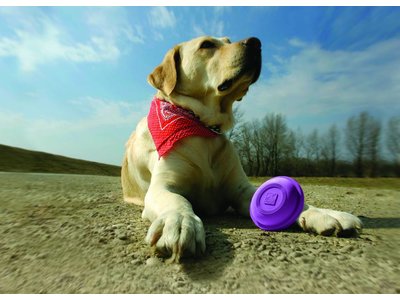 Winga Werpstok voor Honden met Disc