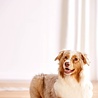 Outward Hound Outward Hound Dog Brick Voerpuzzel voor Honden - Training Spel met Snacks - Level 2 Outward Hound Outward Hound Dog Brick Voerpuzzel voor Honden - Training Spel met Snacks - Level 2