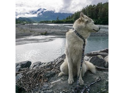 LokiWolf Stoere Honden Halsband
