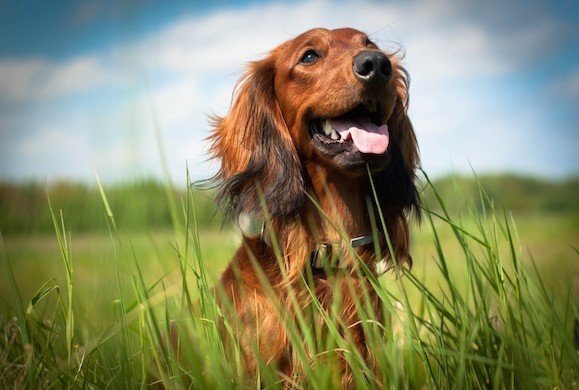 periscoop Lucht dilemma Het belang van Omega-3 in hondenvoer - Max&Luna