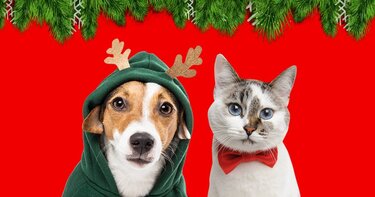 Max&Luna heeft een feestelijke selectie gemaakt van kerstcadeaus voor jouw hond of kat!