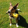Beco Honden Knuffel Giraffe - Duurzaam, Extra Sterk en van Pluche - Beco Pets - Medium - 24 cm Beco Honden Knuffel Giraffe - Duurzaam, Extra Sterk en van Pluche - Beco Pets - Medium - 24 cm