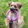 Beco Beco Hoop - Speeltouw voor pups met bijtring - Zacht, Flexibel & Milieuvriendelijk - Groen, Blauw of Roze in maat S/L Beco Beco Hoop - Speeltouw voor pups met bijtring - Zacht, Flexibel & Milieuvriendelijk - Groen, Blauw of Roze in maat S/L