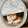 District 70 District 70 CAN - Kartonnen Krabmeubel voor Katten in vorm van Conservenblik - 36.5x40x38 cm District 70 District 70 CAN - Kartonnen Krabmeubel voor Katten in vorm van Conservenblik - 36.5x40x38 cm