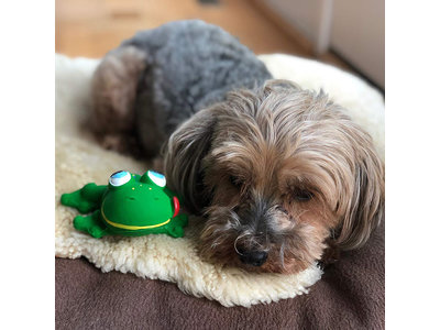 Lanco Klassieke Kikker speelgoed (kleine tot middelgrote honden)