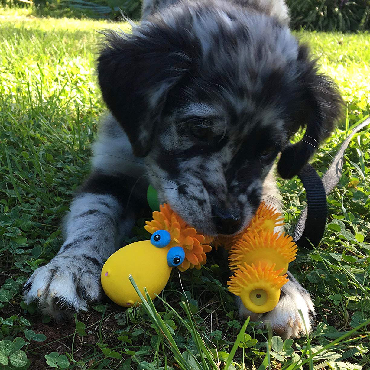 Puppy Wisselen Tanden