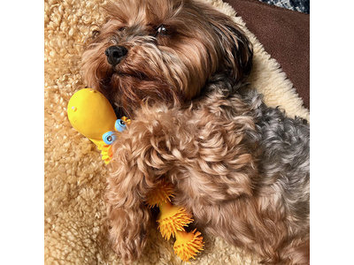 Lanco Slang voor tanden wisselen (puppy)