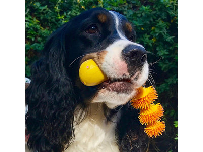 Lanco Slang voor tanden wisselen (puppy)