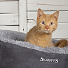 Scruffs Scruffs Cosy donutmand - Comfortabel en Voordelig met Zachte binnenvoering en Imitatie suède buitenvoering - 4 kleuren - Ø 45 cm Scruffs Scruffs Cosy donutmand - Comfortabel en Voordelig met Zachte binnenvoering en Imitatie suède buitenvoering - 4 kleuren - Ø 45 cm