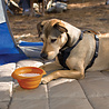 Kurgo Kurgo Collaps-a-Bowl - Opvouwbare / inklapbare voerbak voor honden voor onderweg - Rood, oranje, blauw Kurgo Kurgo Collaps-a-Bowl - Opvouwbare / inklapbare voerbak voor honden voor onderweg - Rood, oranje, blauw