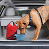 Kurgo Kurgo Collaps-a-Bowl - Opvouwbare / inklapbare voerbak voor honden voor onderweg - Rood, oranje, blauw Kurgo Kurgo Collaps-a-Bowl - Opvouwbare / inklapbare voerbak voor honden voor onderweg - Rood, oranje, blauw