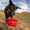 Kurgo Kurgo Collaps-a-Bowl - Opvouwbare / inklapbare voerbak voor honden voor onderweg - Rood, oranje, blauw Kurgo Kurgo Collaps-a-Bowl - Opvouwbare / inklapbare voerbak voor honden voor onderweg - Rood, oranje, blauw