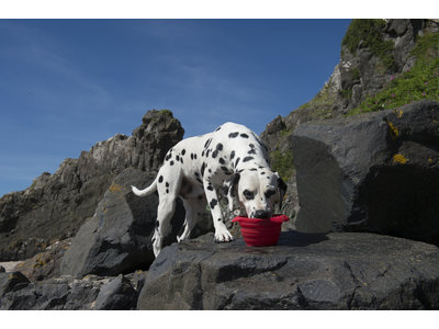Inklapbare voerbak voor honden