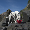 Kurgo Kurgo Collaps-a-Bowl - Opvouwbare / inklapbare voerbak voor honden voor onderweg - Rood, oranje, blauw Kurgo Kurgo Collaps-a-Bowl - Opvouwbare / inklapbare voerbak voor honden voor onderweg - Rood, oranje, blauw