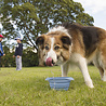 Kurgo Kurgo Collaps-a-Bowl - Opvouwbare / inklapbare voerbak voor honden voor onderweg - Rood, oranje, blauw Kurgo Kurgo Collaps-a-Bowl - Opvouwbare / inklapbare voerbak voor honden voor onderweg - Rood, oranje, blauw