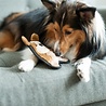 Outward Hound Stevige knuffel voor kleine honden met Jumbo Pieper - Outward Hound Invincibles - Chicky Geel / Penguin Blauw of Puppy Bruin Outward Hound Stevige knuffel voor kleine honden met Jumbo Pieper - Outward Hound Invincibles - Chicky Geel / Penguin Blauw of Puppy Bruin