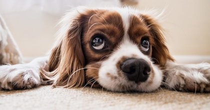 De beste tips om je hond alleen thuis te laten