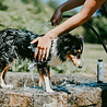 Greenfields Greenfields Black Coat Shampoo - Ontwikkeld voor Honden met een Zwarte Vacht - 250 ml Greenfields Greenfields Black Coat Shampoo - Ontwikkeld voor Honden met een Zwarte Vacht - 250 ml