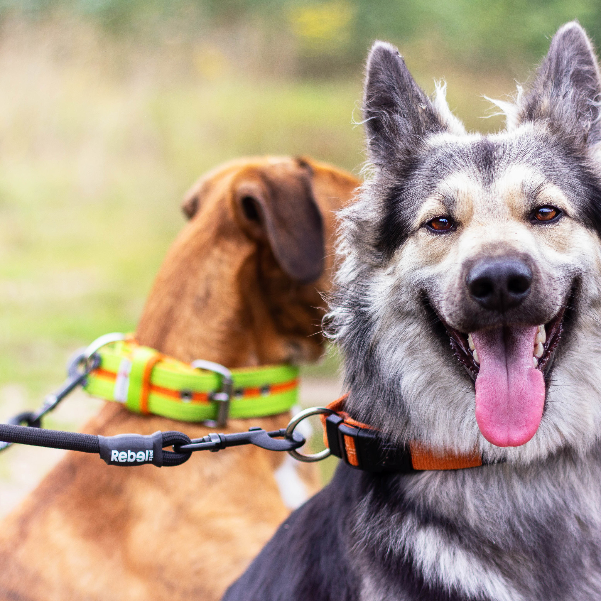 Rebel Petz Dubbele Hondenriem Voor Twee Honden Max Luna