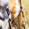 Rebel Petz Rebel Petz - Dubbele Verstelbare Hondenriem voor Twee Honden - Met Draaibare sluiting en Zacht Handvat - Small en Large Rebel Petz Rebel Petz - Dubbele Verstelbare Hondenriem voor Twee Honden - Met Draaibare sluiting en Zacht Handvat - Small en Large