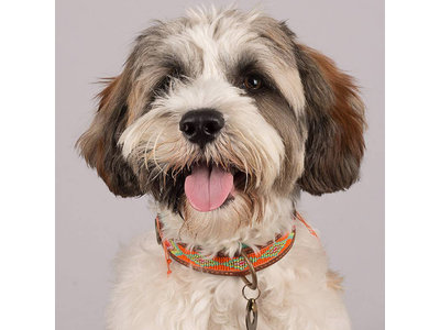 Leren hondenhalsband met kraalpatroon - Dog with a Mission Tiger Lilly - in XXS tot XXL