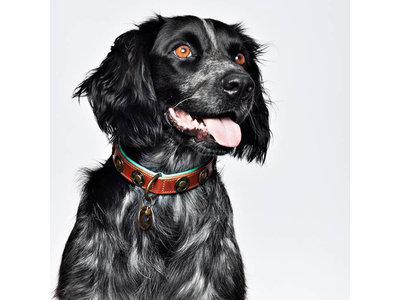 Sterke leren hondenhalsband van dik tuigleer met design munten - Dog with a Mission Urban - in XXS tot XXL