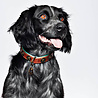 Dog With A Mission Sterke leren hondenhalsband van dik tuigleer met design munten - Dog with a Mission Urban - in XXS tot XXL Dog With A Mission Sterke leren hondenhalsband van dik tuigleer met design munten - Dog with a Mission Urban - in XXS tot XXL