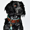 Dog With A Mission Sterke leren hondenhalsband van dik tuigleer met design munten - Dog with a Mission Urban - in XXS tot XXL Dog With A Mission Sterke leren hondenhalsband van dik tuigleer met design munten - Dog with a Mission Urban - in XXS tot XXL