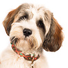 Dog With A Mission Prachtige, Zacht Leren Hondenhalsband met waanzinnig mooi handwerk - Dog with a Mission Joplin - van XXS tot XXL Dog With A Mission Prachtige, Zacht Leren Hondenhalsband met waanzinnig mooi handwerk - Dog with a Mission Joplin - van XXS tot XXL