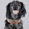 Dog With A Mission Prachtige, Zacht Leren Hondenhalsband met waanzinnig mooi handwerk - Dog with a Mission Joplin - van XXS tot XXL Dog With A Mission Prachtige, Zacht Leren Hondenhalsband met waanzinnig mooi handwerk - Dog with a Mission Joplin - van XXS tot XXL