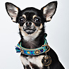 Dog With A Mission Leren Hondenhalsband met Kleurrijk Bohemian Design - Dog with a Mission Boho Juan - XXS tot XXL Dog With A Mission Leren Hondenhalsband met Kleurrijk Bohemian Design - Dog with a Mission Boho Juan - XXS tot XXL