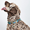 Dog With A Mission Leren Hondenhalsband met Kleurrijk Bohemian Design - Dog with a Mission Boho Juan - XXS tot XXL Dog With A Mission Leren Hondenhalsband met Kleurrijk Bohemian Design - Dog with a Mission Boho Juan - XXS tot XXL