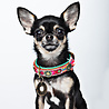 Dog With A Mission Leren Hondenhalsband met Kleurrijk Bohemian Design - Dog with a Mission Boho Rosa - XXS tot XXL Dog With A Mission Leren Hondenhalsband met Kleurrijk Bohemian Design - Dog with a Mission Boho Rosa - XXS tot XXL