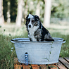 Greenfields Greenfields Black Coat Shampoo - Ontwikkeld voor Honden met een Zwarte Vacht - 250 ml Greenfields Greenfields Black Coat Shampoo - Ontwikkeld voor Honden met een Zwarte Vacht - 250 ml