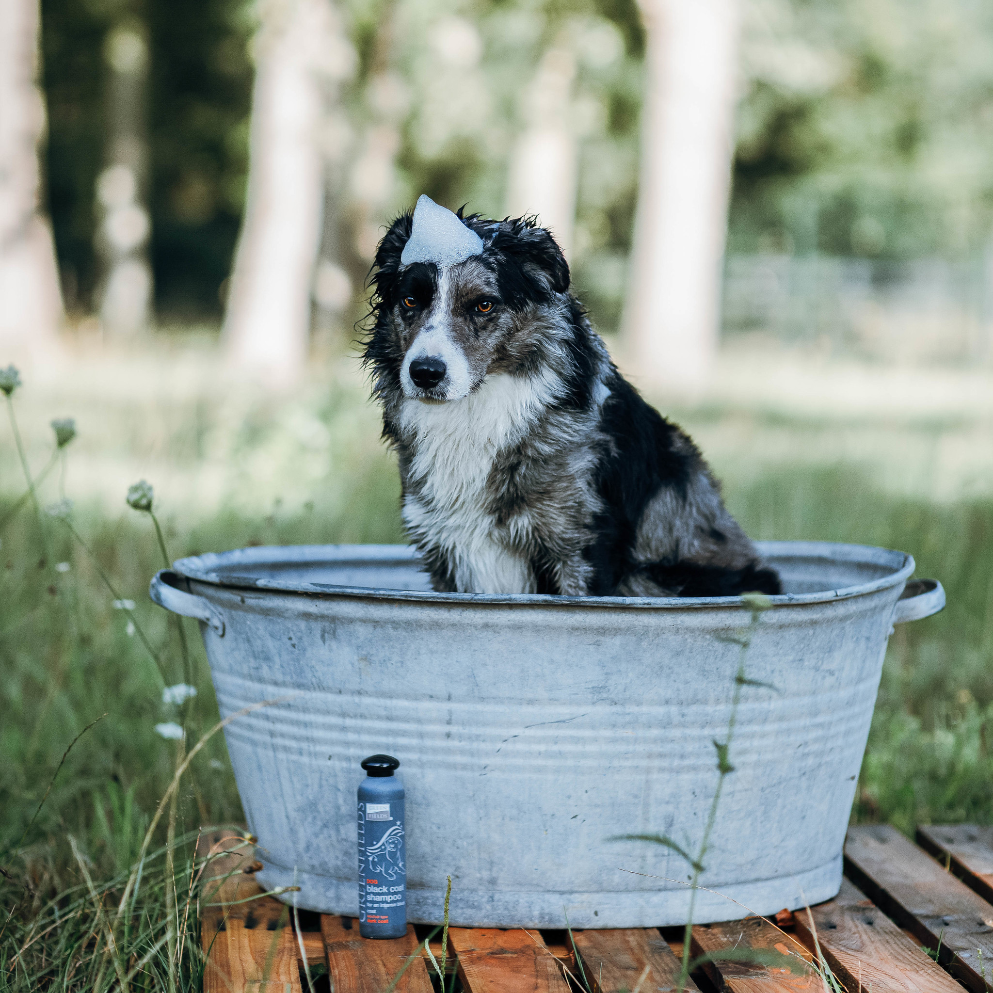 Plenaire sessie Commissie Koor Luxe Shampoo voor Honden met een Zwarte Vacht - Max&Luna