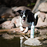 Greenfields Honden Droogshampoo - Spray & Go - Greenfields Greenfields Honden Droogshampoo - Spray & Go - Greenfields